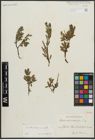 Foto von Salix arbuscula L.